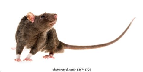 1,349 Ugly Rat Images, Stock Photos, 3D objects,